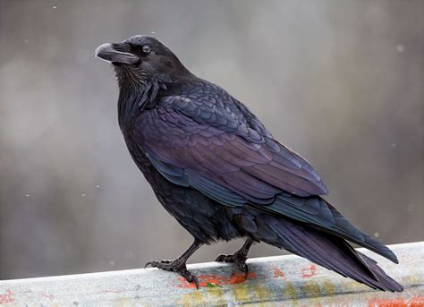 common raven | Christopher Martin Photography 