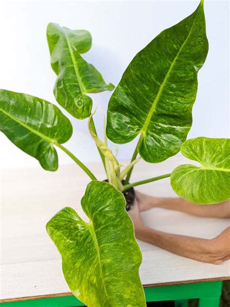 All Philodendron Kens Philodendrons