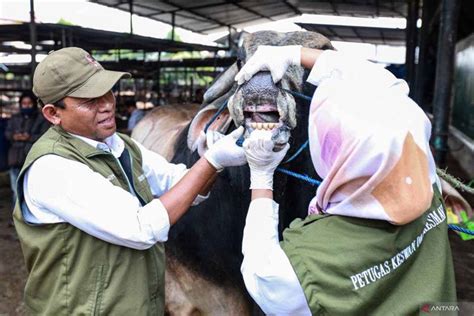 Tips Memilih Hewan Kurban Sehat Dan Sesuai Syarat Islam Genpi Co