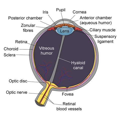 Grant S Blog Sheep Eye Dissection