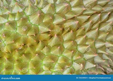 Durian Spiky Texture And Background Stock Image Image Of Tropical