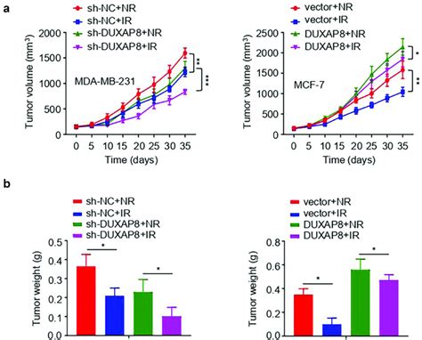 DUXAP8 Promotes Radioresistance Of BC Cells In Vivo A B MDA MB 231