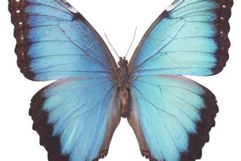 Blue Morpho Butterfly Facts