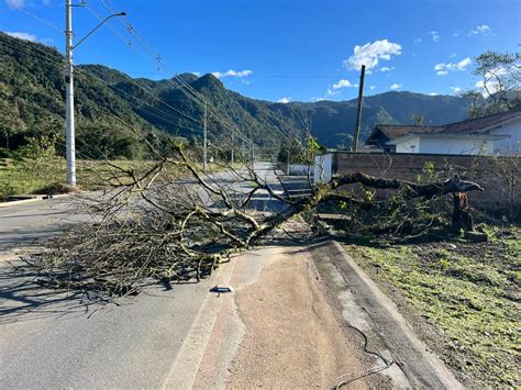 Vendaval causa destelhamentos e derruba árvores em Schroeder Notícias