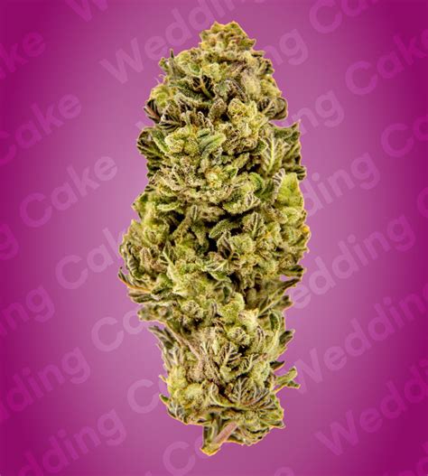 Buy Hemp Flowers At Wholesale Rate Colorado Breeders Depot