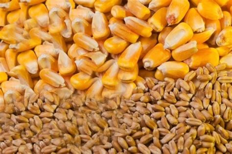 USDA переглянуло прогноз світового виробництва пшениці та кукурудзи ...