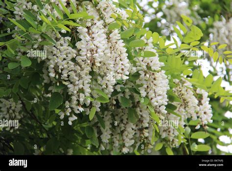 Robinie planta Acacia Negra Robinia pseudoacacia flores Fotografía