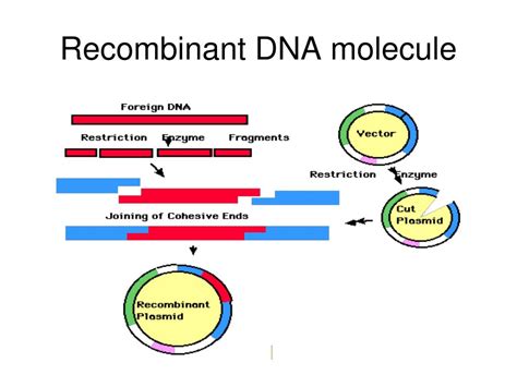 Ppt Genetics And Recombinant Dna Powerpoint Presentation Free Download Id 3892572