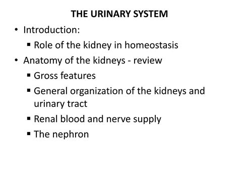 SOLUTION: The anatomy of the urinary system - Studypool