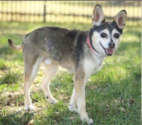 Chihuahua Husky Mix – What You Need To Know?