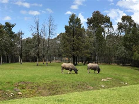 Visiting Taronga Western Plains Zoo Dubbo The Kid Bucket List