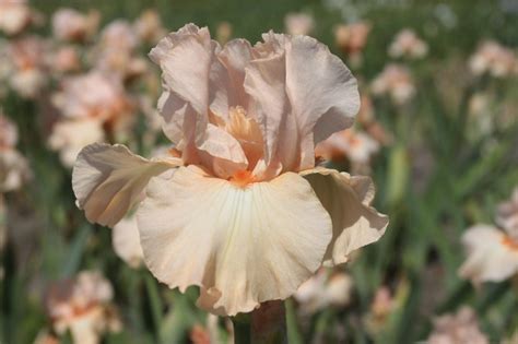 Orange Angel Bouwmeester Vaste Planten