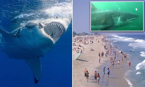 Great White Sharks Will Be At Jersey Shore Memorial Day Daily Mail