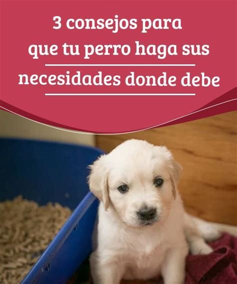 3 consejos para que tu perro haga sus necesidades donde debe ในป 2024