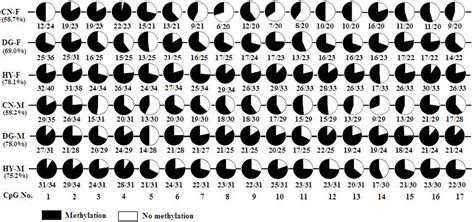 Frontiers Maternal Diet During Pregnancy Induces Gene Expression And