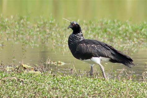 Foto Anhuma Anhima Cornuta Por Sandra Rebello Wiki Aves A