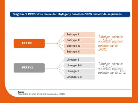 Prrs Virus Genotypes Europe And Usa Prrs Control