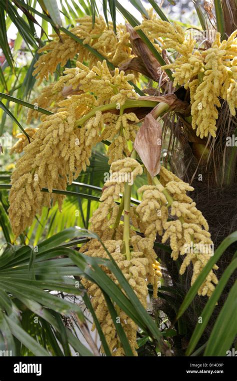 Chusan aka Palm Palm ou moulin à vent Moulin à Vent chinois Palm Arbre