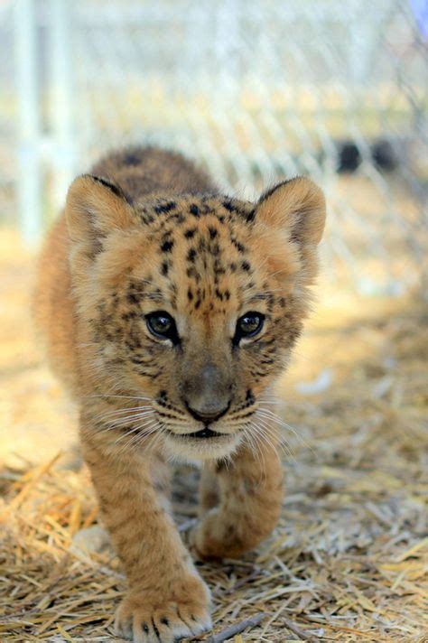 18 Baby liger ideas | liger, animals wild, wild cats