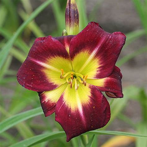 Hemerocallis Daylily Night Beacon Green Valley Garden Centre