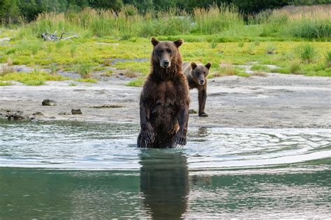 An intimate experience with the brown bears of Alaska | Akari Photo Tours