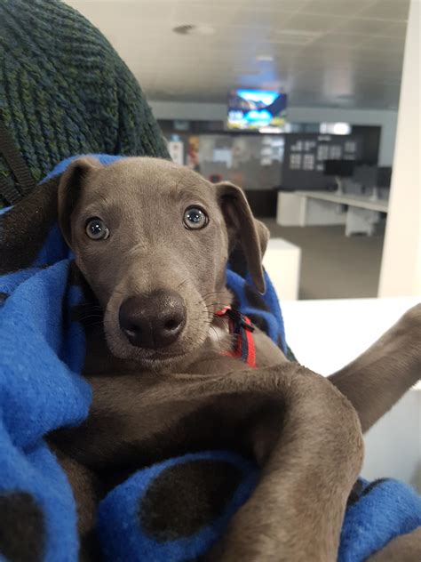 There's a puppy in the office! Meet my friends new puppy, Seabourn! : r/aww
