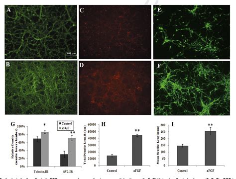 Figure 2 From Acidic FGF Promotes Neurite Outgrowth Of Cortical Neurons