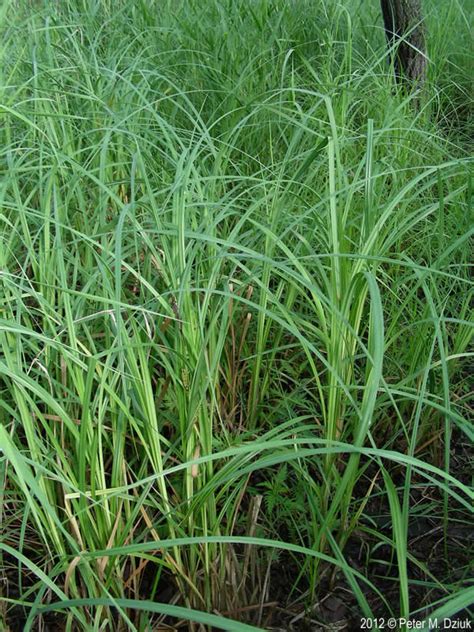 Carex Lacustris Lake Sedge Minnesota Wildflowers