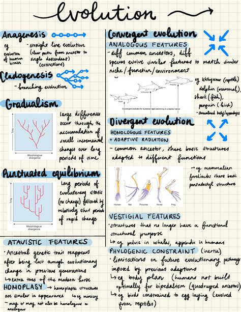 Evolution summary notes (not expansive!!) - evolution → Anagenesis o_O ...