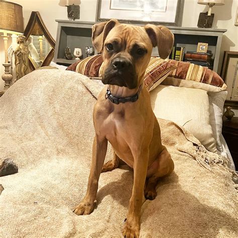 Austin Ch Boxer Rescue