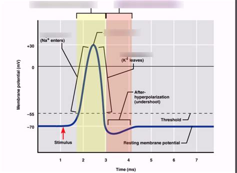 Action Potential Graph Refractory Period