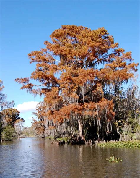 Bald Cypress – Sentinels of the Swamp – BAYOU WOMAN