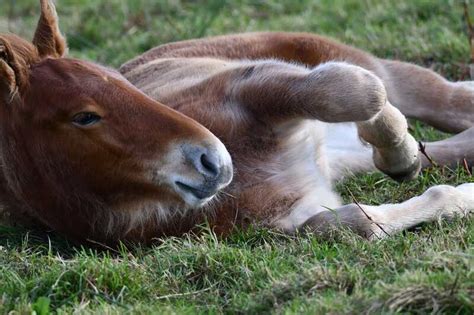 Suffolk Punch Breeding Project - THE OTTER TRUST