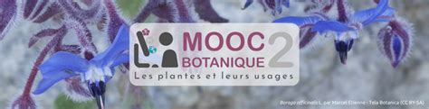 Ouverture Du Mooc Botanique Les Plantes Et Leurs Usages Tela