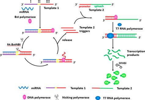 Cascade Transcription Amplification Of Rna Aptamer For Ultrasensitive