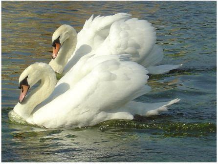 Mute Swan - Description, Distribution, Habitat, Diet, Reproduction, and ...