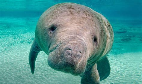 Manatee Hd Wallpapers Top Free Manatee Hd Backgrounds Wallpaperaccess