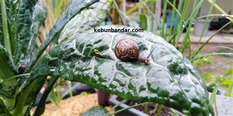 5 Cara Kawal dan Halau Siput Babi di Kebun (Tips ke-6 Kalau Terpaksa) | Kebun Bandar