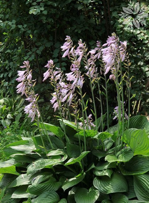 Hosta Fortunei Albopicta Tuin Planten Oudsbergen