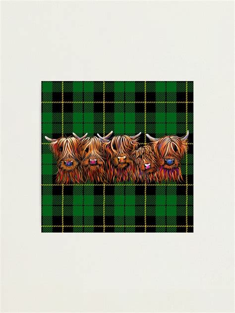 SCoTTiSH HiGHLaND CoW TaRTaN THe HaiRY BuNCH OF CooS G By