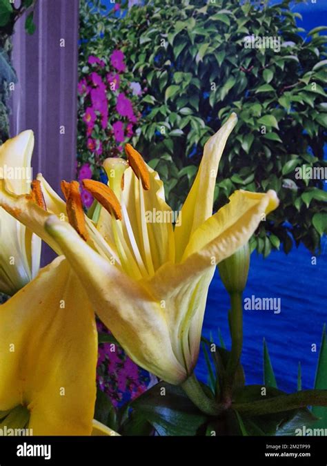 Yellow Flowers Close Up Colourful Background Lily Blossom