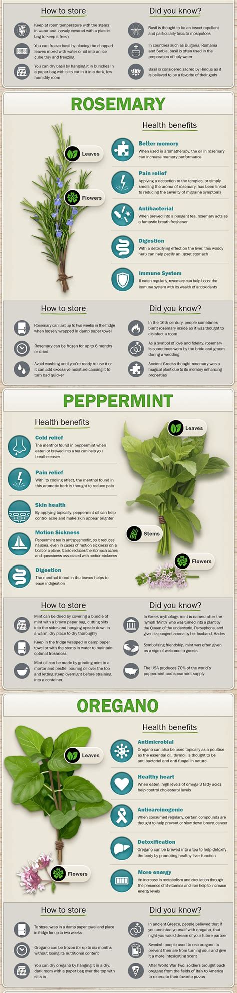 Infographic The Health Benefits Of Herbs Herbalism