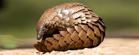 Pangolin Conservation Pangolinafrica Founding Partner