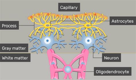 Astrocytes Location Structure And Function Getbodysmart