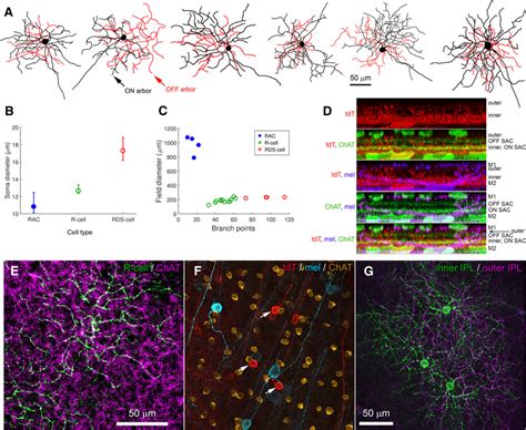 Morphology Of The R Cell A Bistratified RGC Labeled In The Rbp4 Cre