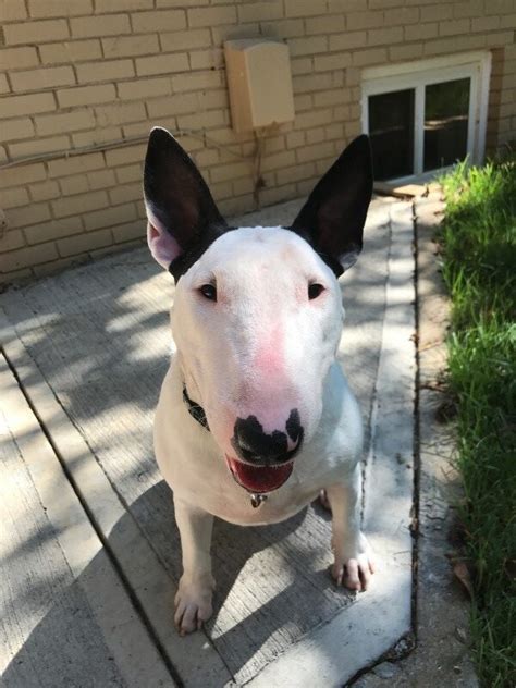 Bull Terrier Rescue