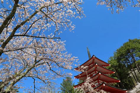 【散り始め】新倉山浅間公園桜の開花状況：2023年4月9日現在