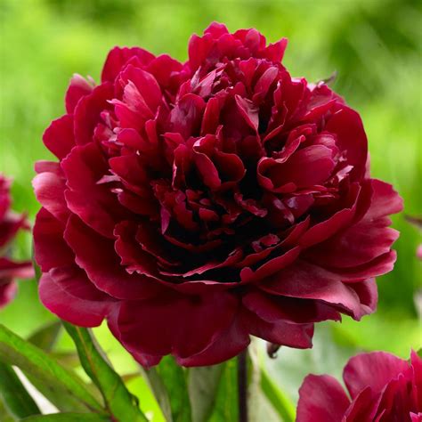 Peony Black Beauty Longfield Gardens Planting Peonies Peonies