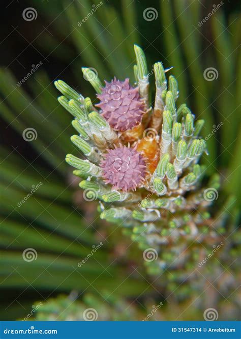 Purple Pine Tree Flower Stock Photo Image Of Branch 31547314