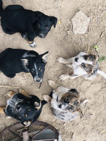 Aussie Heeler Pups Nex Tech Classifieds